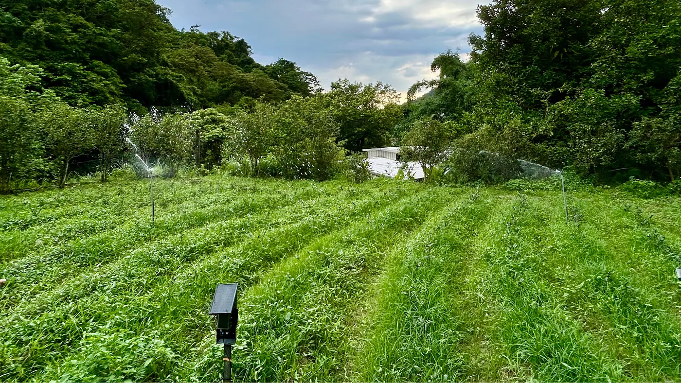 此地為餐廳旁的實驗場域，圖中央為遠端灌溉控制系統，下方則是土壤三合一感測器