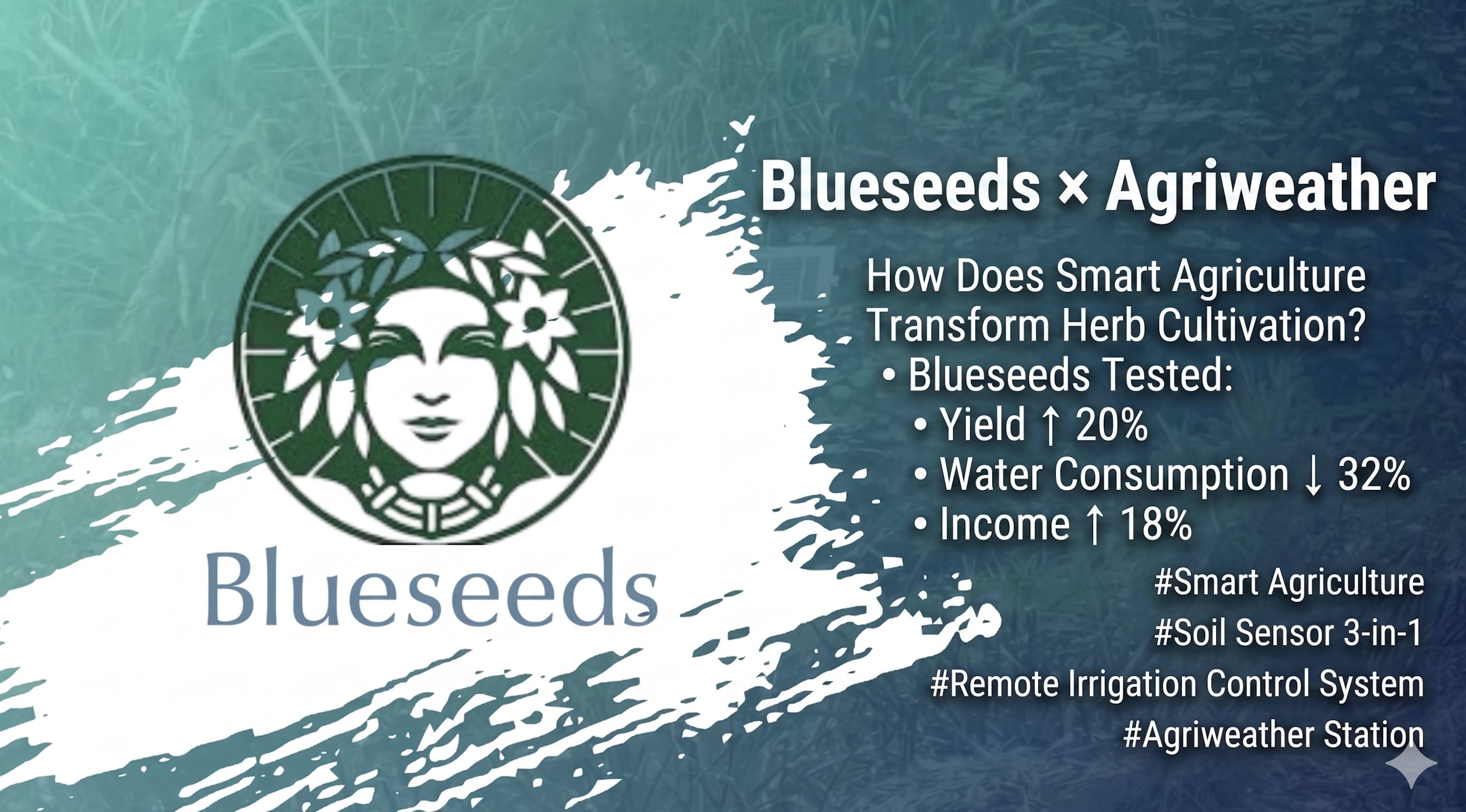 Figure: Blueseeds and the AgriWeather microclimate sensor