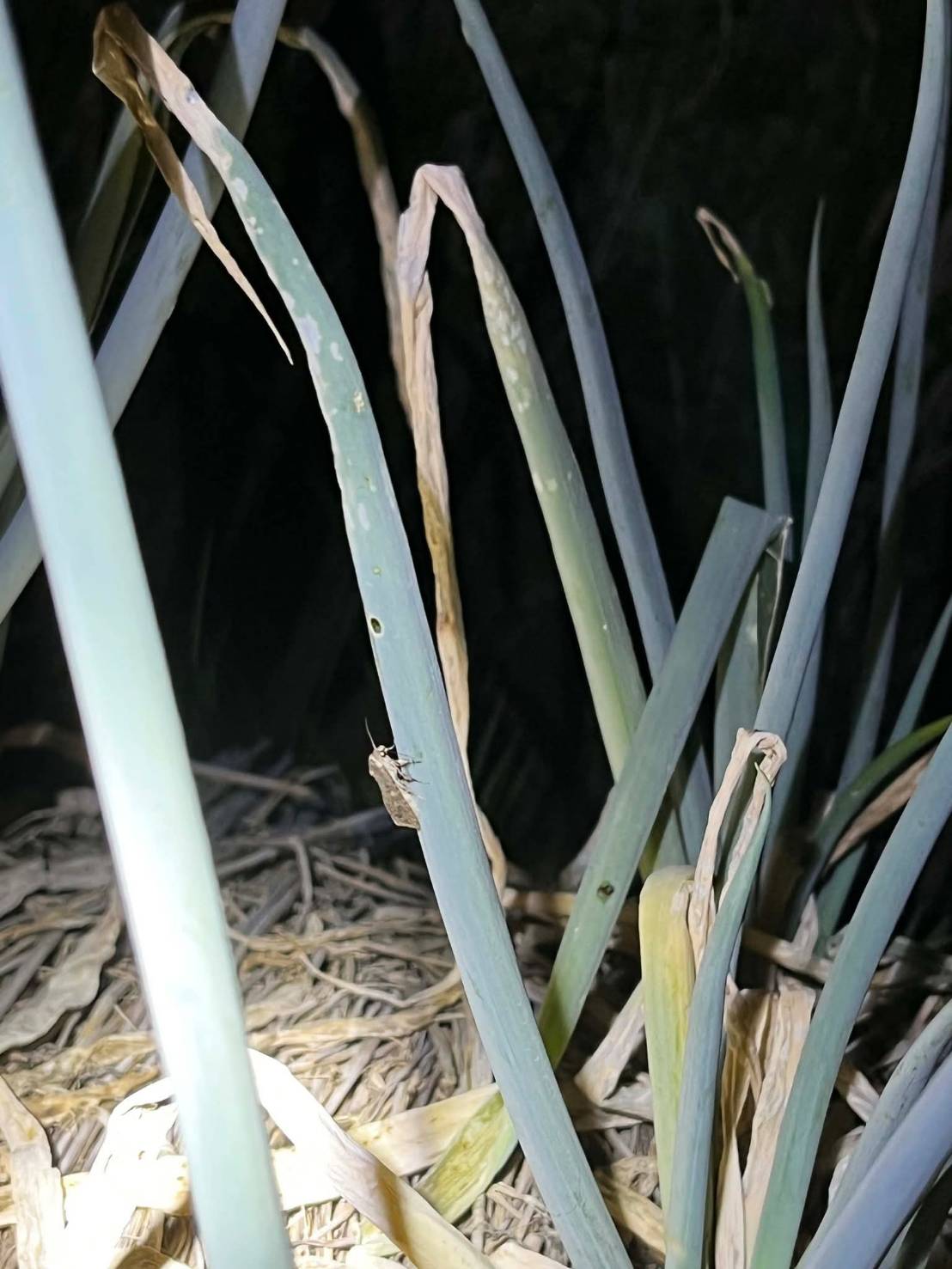 圖：甜菜夜蛾至青蔥損傷  來源：花蓮區農業改良場